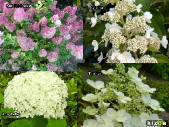 Roses Du Jardin Cheneland Hydrangea Paniculata Kyushu