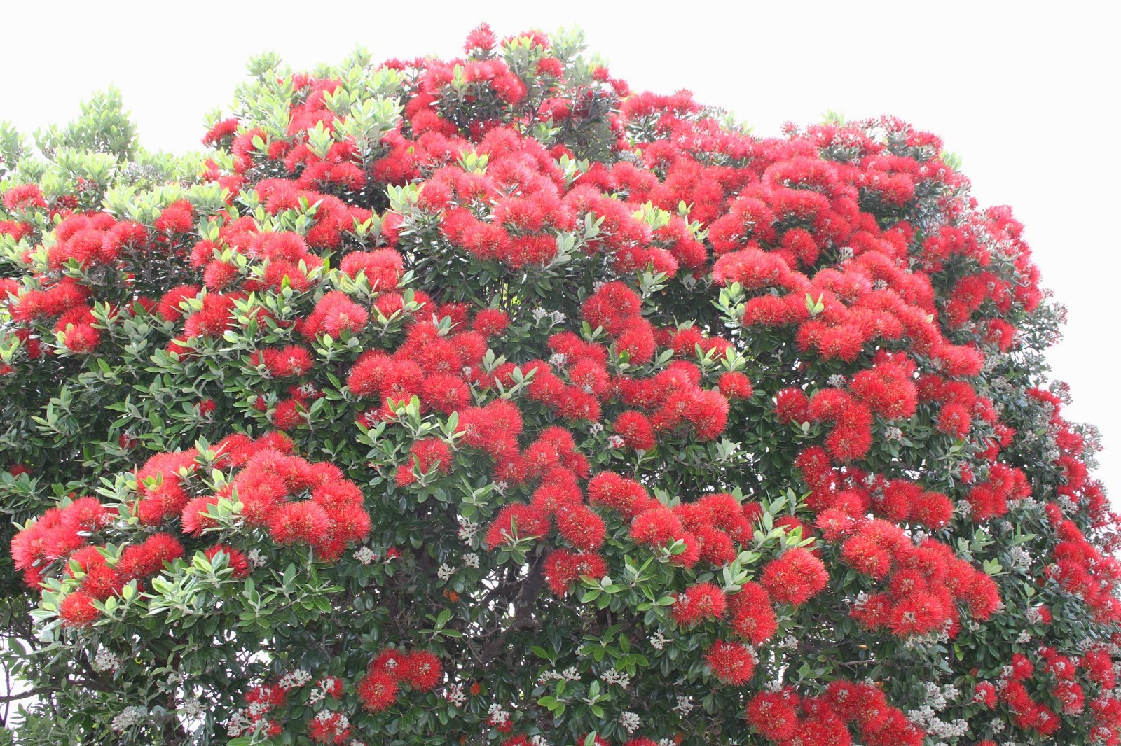 Pohutukawa the New Zealand Christmas Tree...