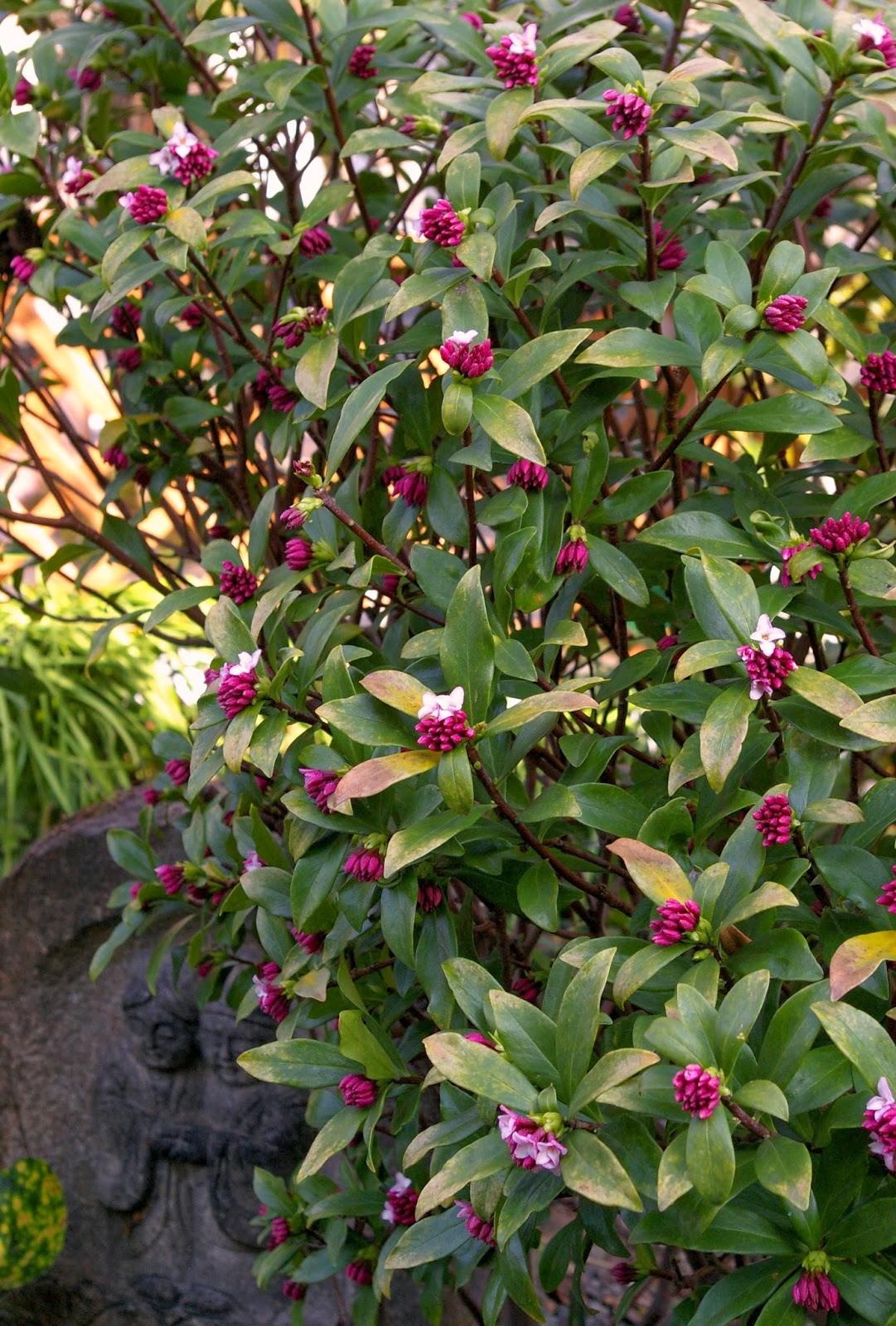 Yamashirodayori 春の彼岸花