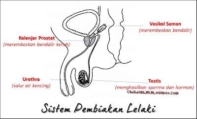 Sistem Pembiakan Lelaki : Testis, Urethra, Kelenjar Prostat, Vesikel Semen