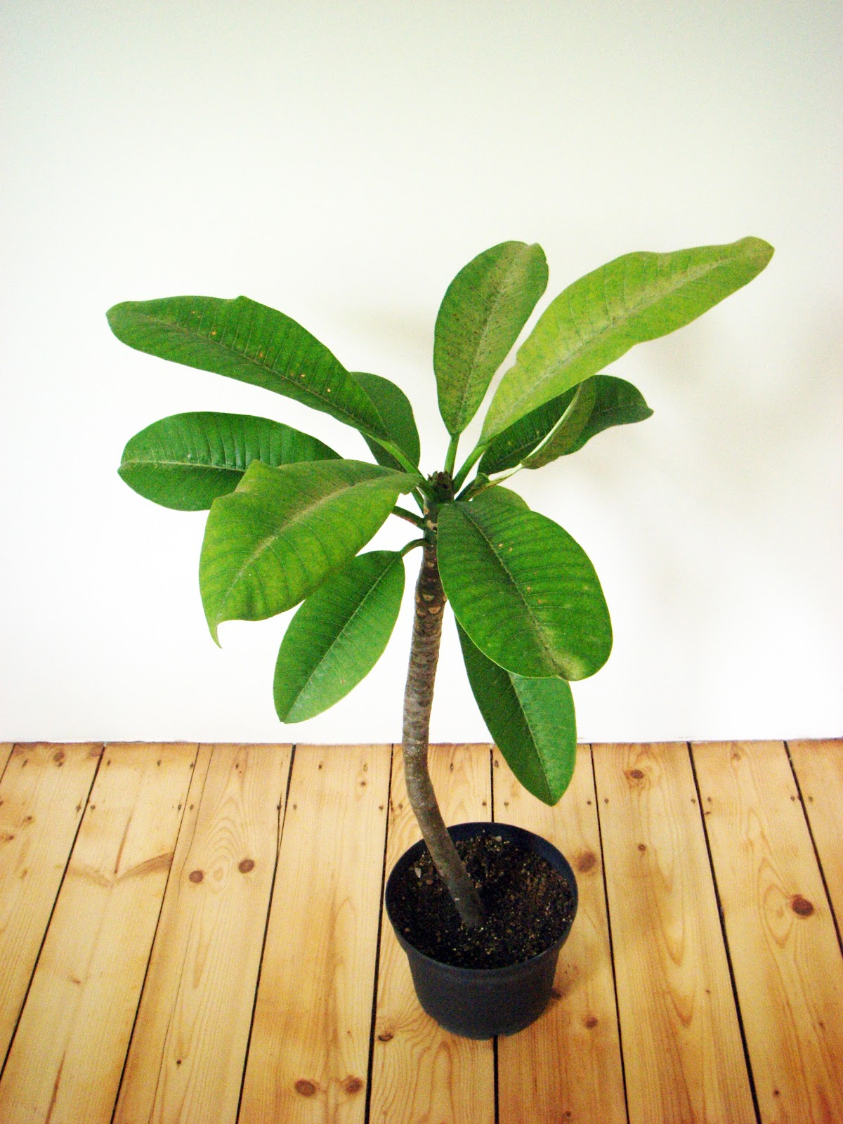 Common White Frangipani
