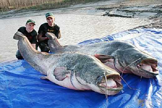 Giant+mekong+catfish+world+record