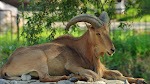 Beautiful Animal Goat Wallpapers HD