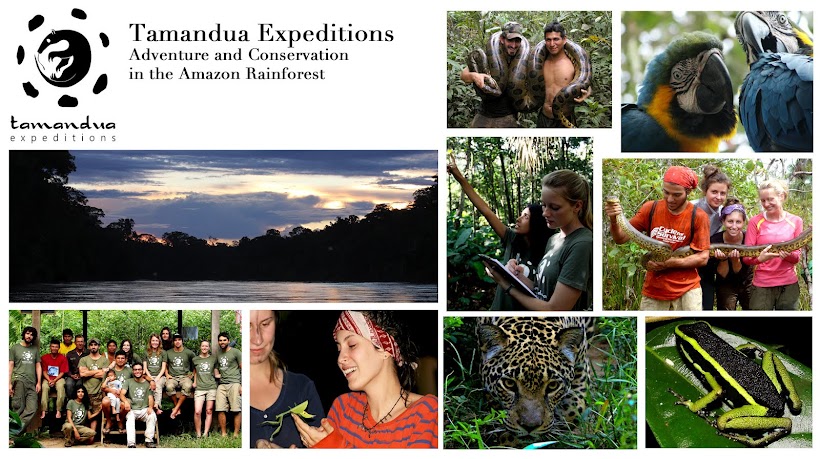Tamandua Expeditions