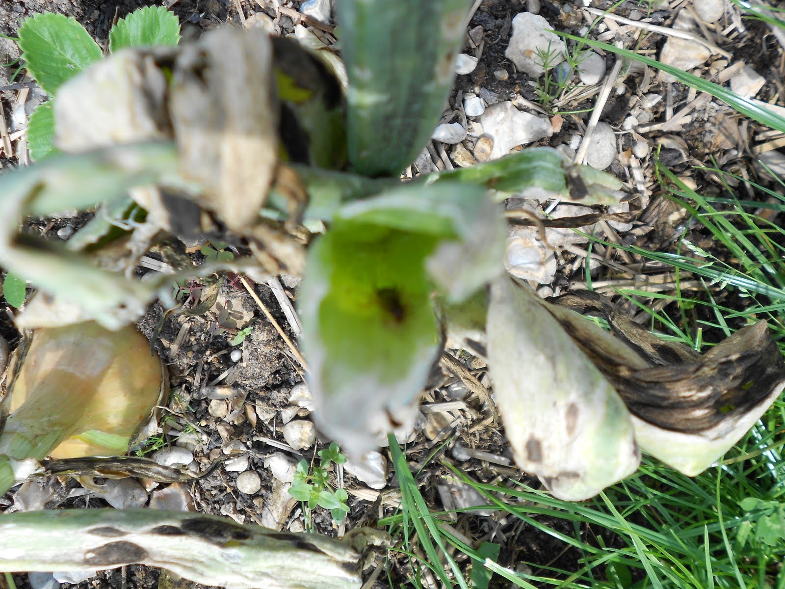 My Allotment what is eating my onion tops?