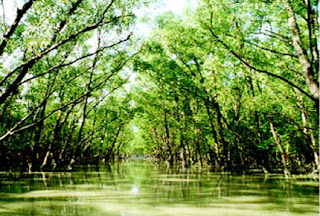 Sundari Trees in Sundarban mangroves in sundarban