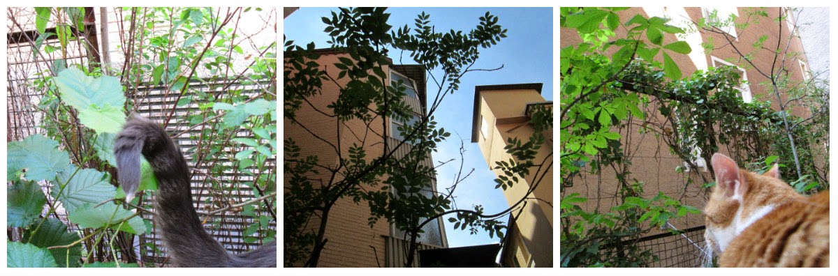 Museum Fur Druckkunst Page 4 Pirckheimer Gesellschaft