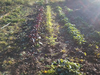 Carrots, beetroot, turnips, swede