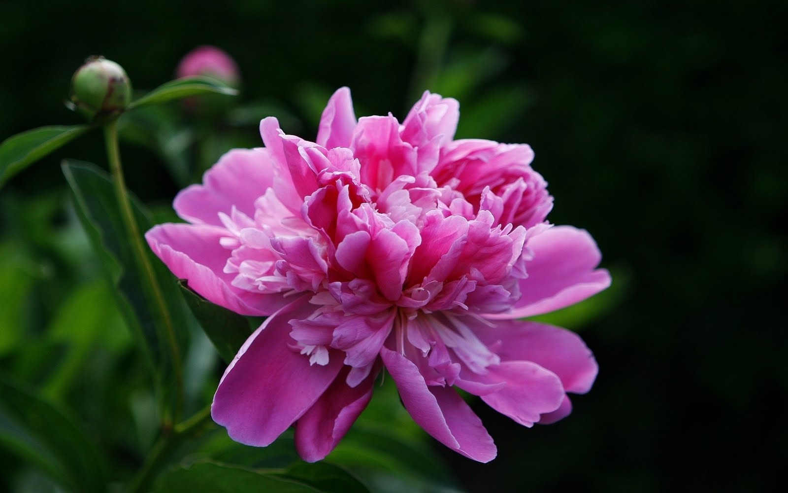 http://1.bp.blogspot.com/-zkG8abFRd3w/TnPJxcV5i3I/AAAAAAAAAdE/byNkqqzs6x8/s1600/Peony+Pink+Flower+Nature+-+PremiumWallpapersHD.Blogspot.Com.jpg