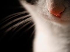 Photograph of a cat's nose and whiskers