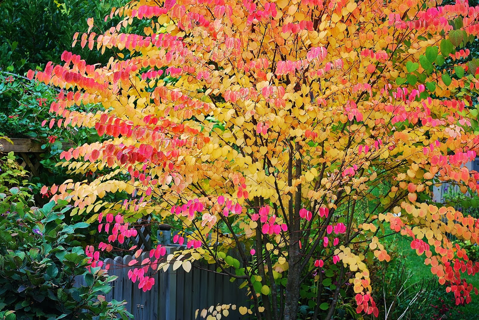 The Garden Plot: 10 Best Trees for Brilliant Fall Color