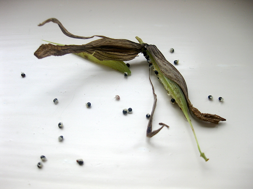 Roger Brook the no dig gardener Ichtyoselmis macrantha but it once