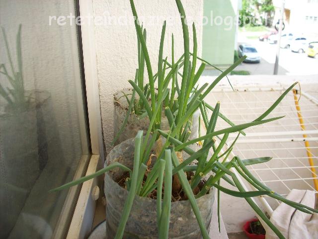 Plante aromatice de balcon