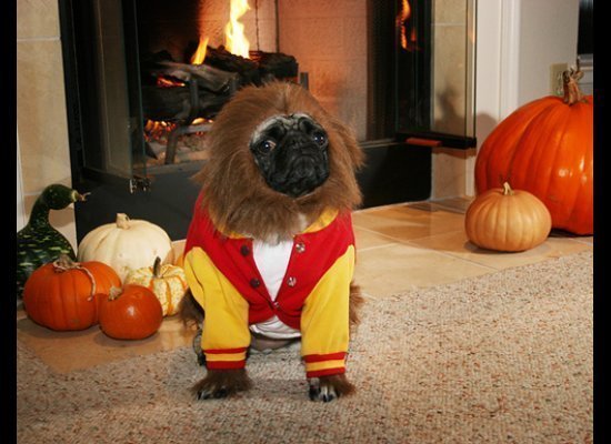 صور كلاب مضحكة Most-funny-dog-costumes+(7)