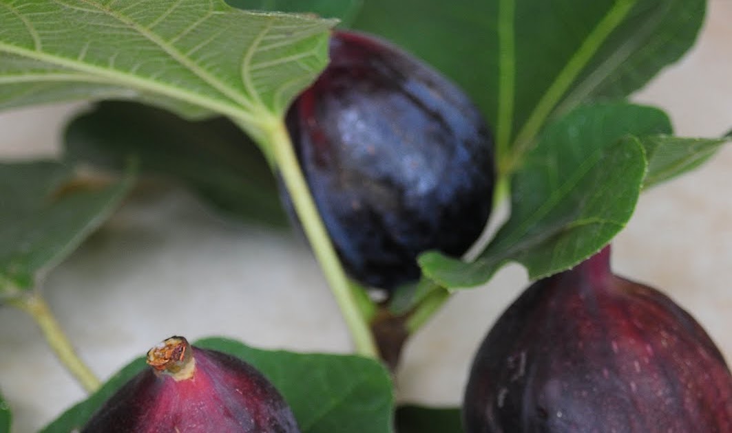 Sotto Il Monte Vineyards Fig Season