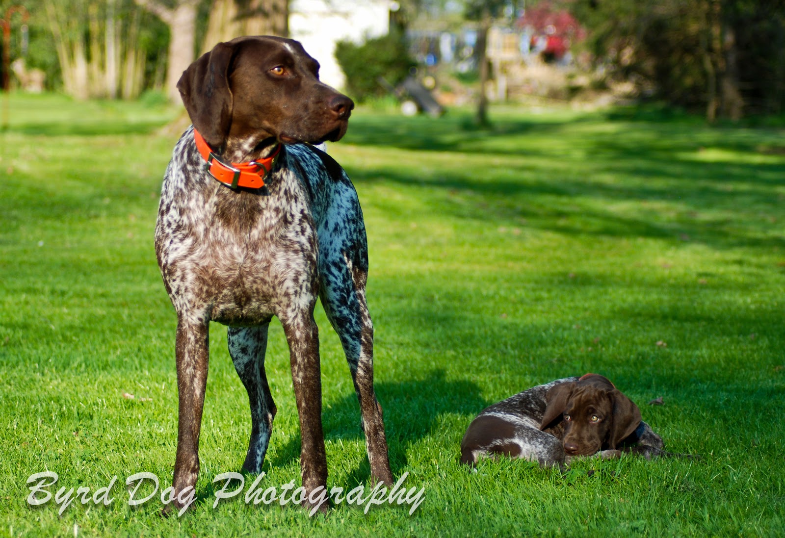 Adventures Of A GSP Hunting Dog The Second Dog Conundrum
