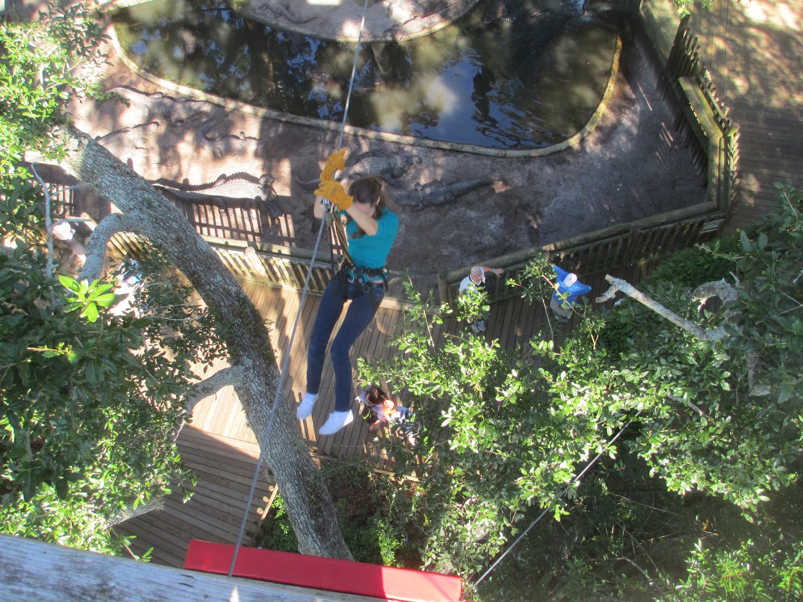Ziplining Across the USA Friday October 25 Alligator Farm and