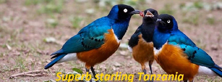               Superb starling Tanzania