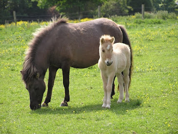 Fermes équestres