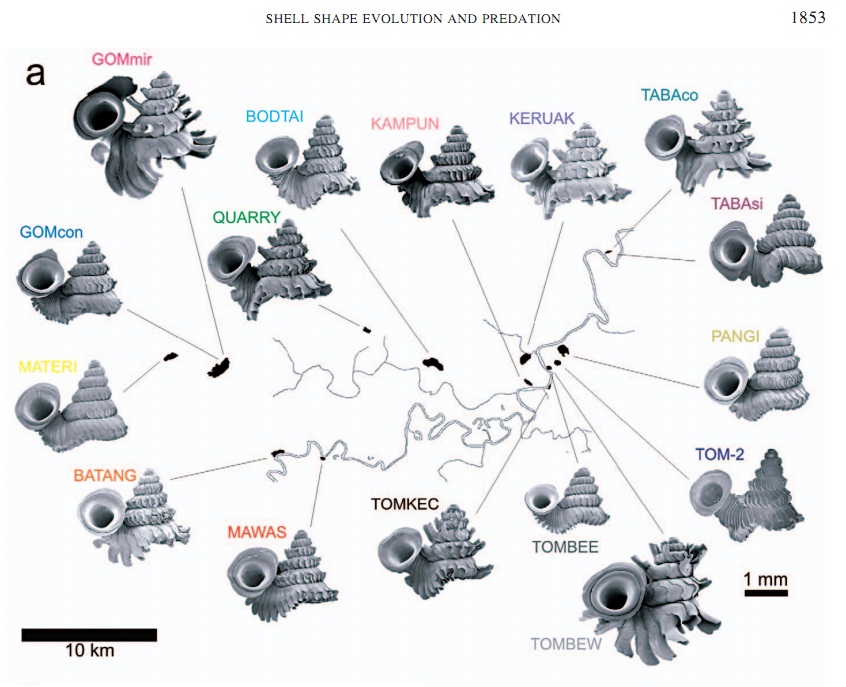 Species New to Science [Invertebrate • 2008] Microgeographic Evolution