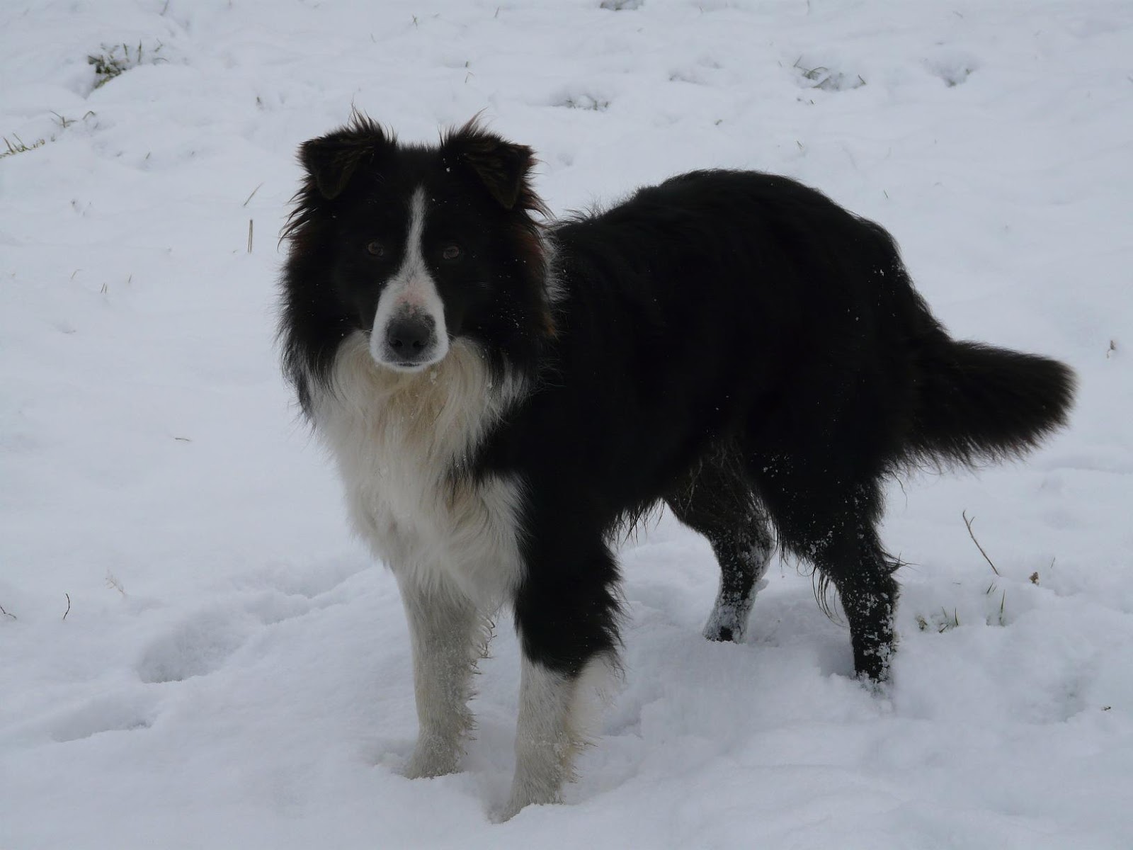 Raising Orphan Puppies How to Whiten a Dogs White Fur