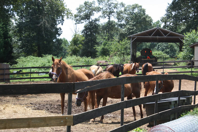 A Slice of Smith Life July 2012