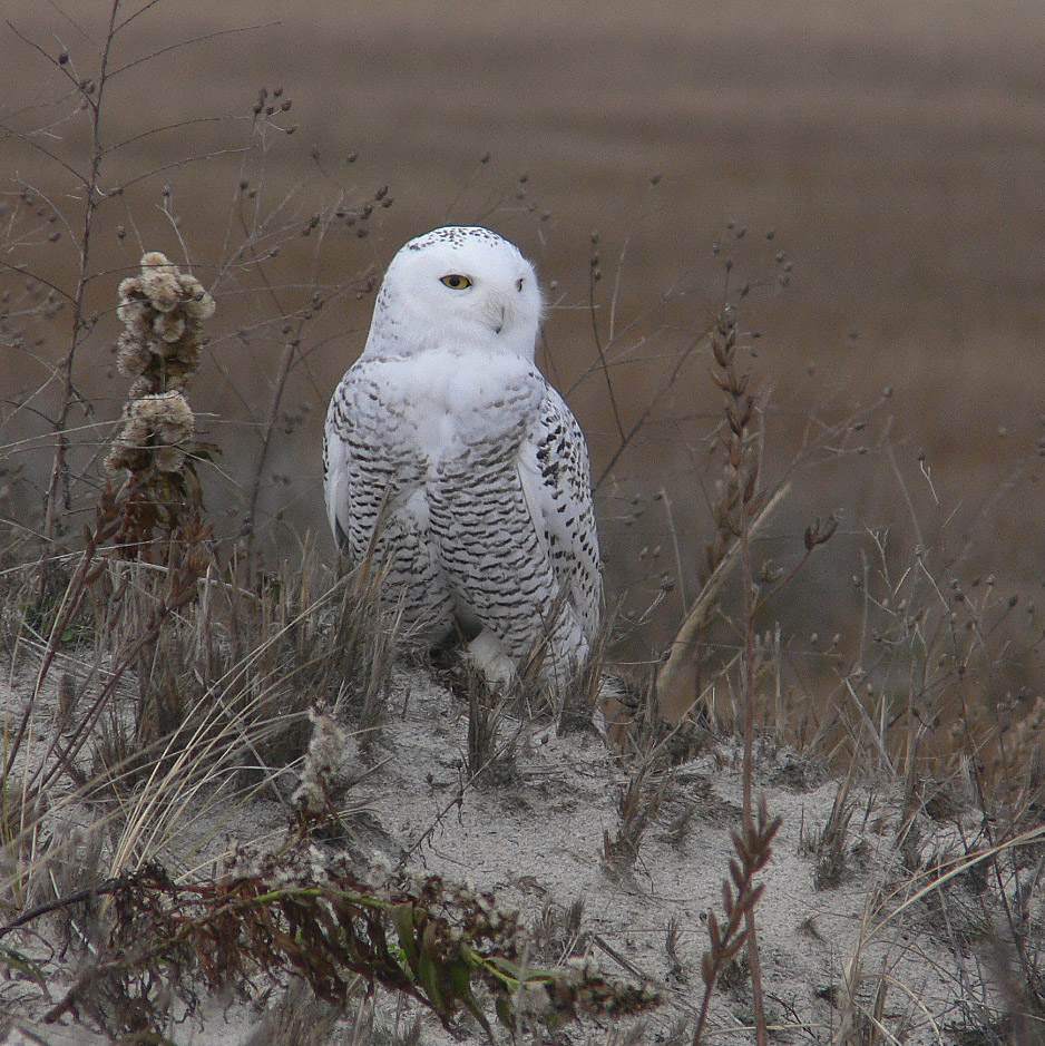 Dennis Public Library Winter Birds of Cape Cod