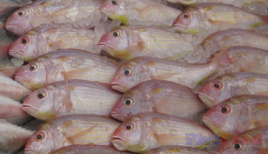 Philippine Fish Species - List of Common Fish in the Philippines