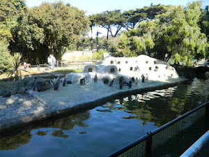 African Black-footed Penguins