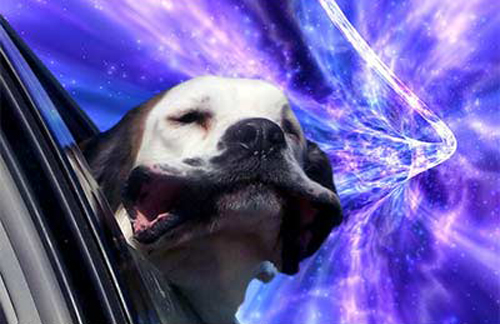 Cachorros no espaço - www.publicitario13.com.br Cachorros no espaço - www.publicitario13.com.br