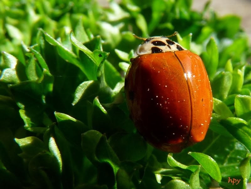 HPY La coccinelle et les points noirs