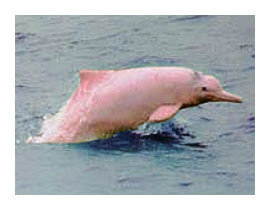 Chinese Dolphin