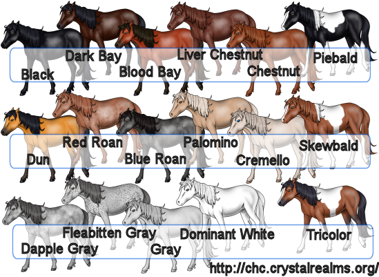 Horse Tack Color Chart
