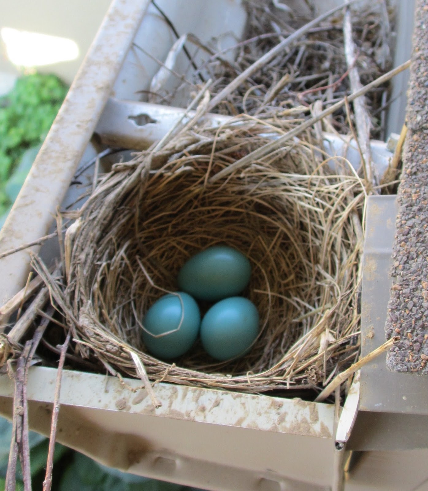 T h e D e e p M i d d l e My First Bird Nest
