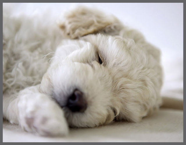 16 fotos de filhotes de cachorros dormindo