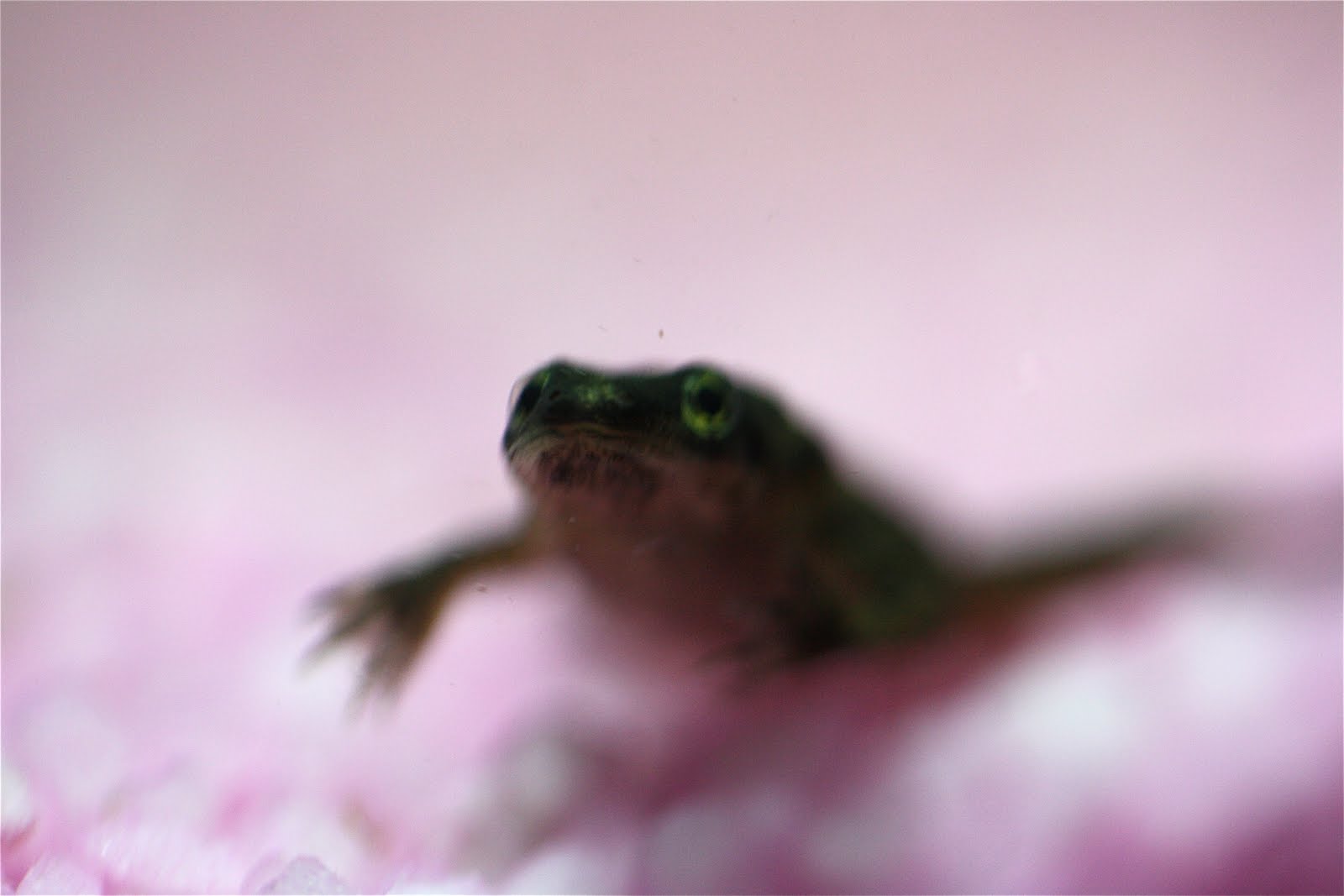 Aquatic Dwarf Frog