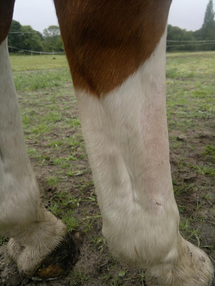 what is ddft in horses