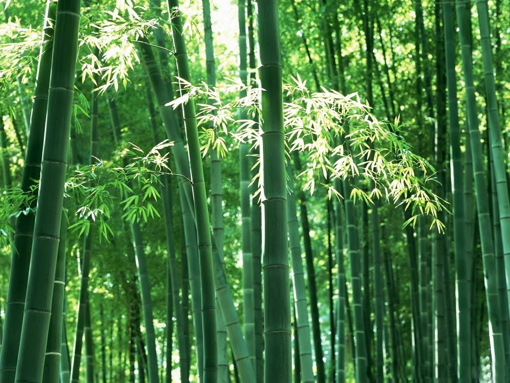 Beautiful Wallpapers for Desktop Bamboo Tree Wallpapers hd
