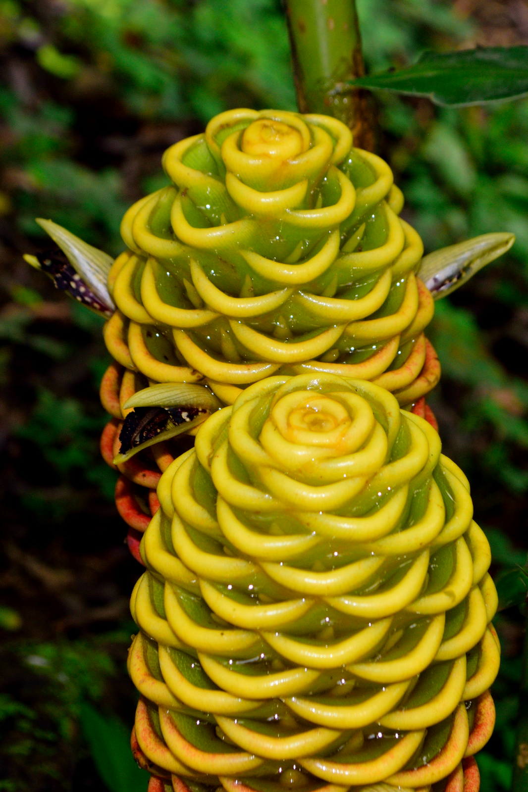 Beehive Ginger Blooming