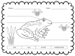 The Paper Maid: Frog Life Cycle