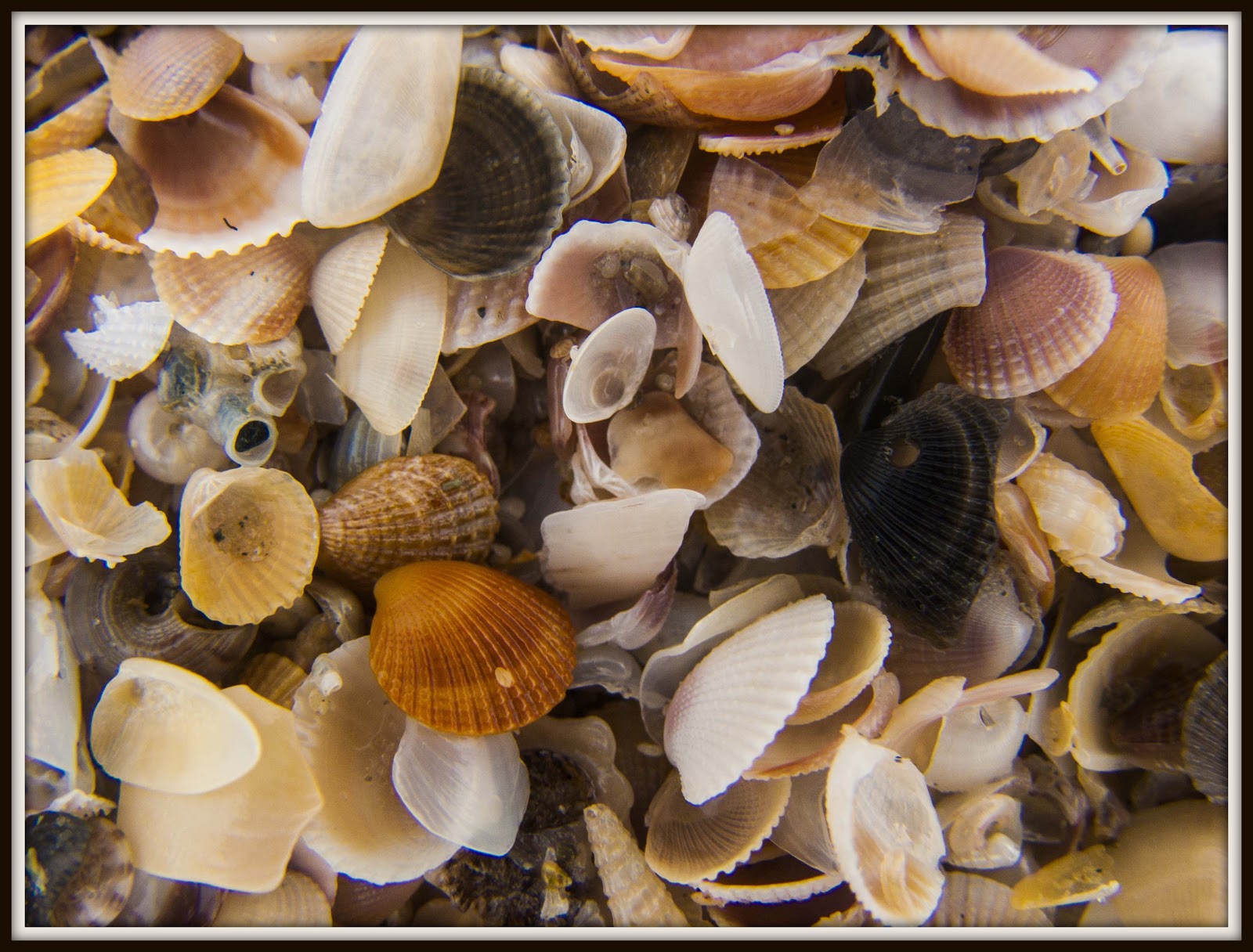 The Traveller South Goa, beach lovers paradise