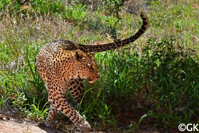 Leopardendame, 4.5 Jahre alt.