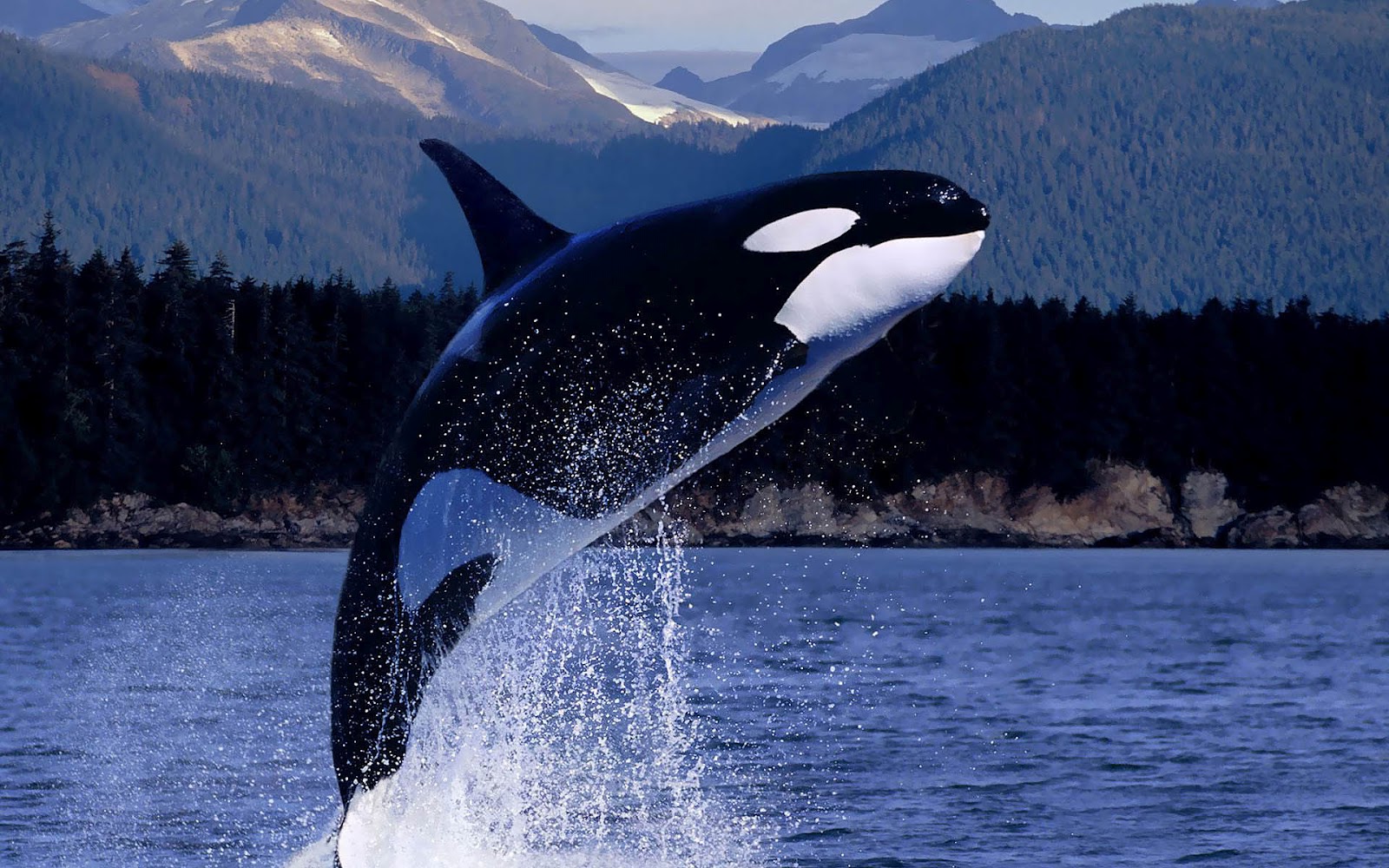 http://1.bp.blogspot.com/-ztFOblixj-U/UDe4KvjVmmI/AAAAAAAAA_w/2AxDS7HBNxo/s1600/hd-orca-killer-whale-wallpaper-with-a-orca-killer-whale-jumping-out-of-the-water-hd-orca-wallpapers-backgrounds-pictures-photos.jpg