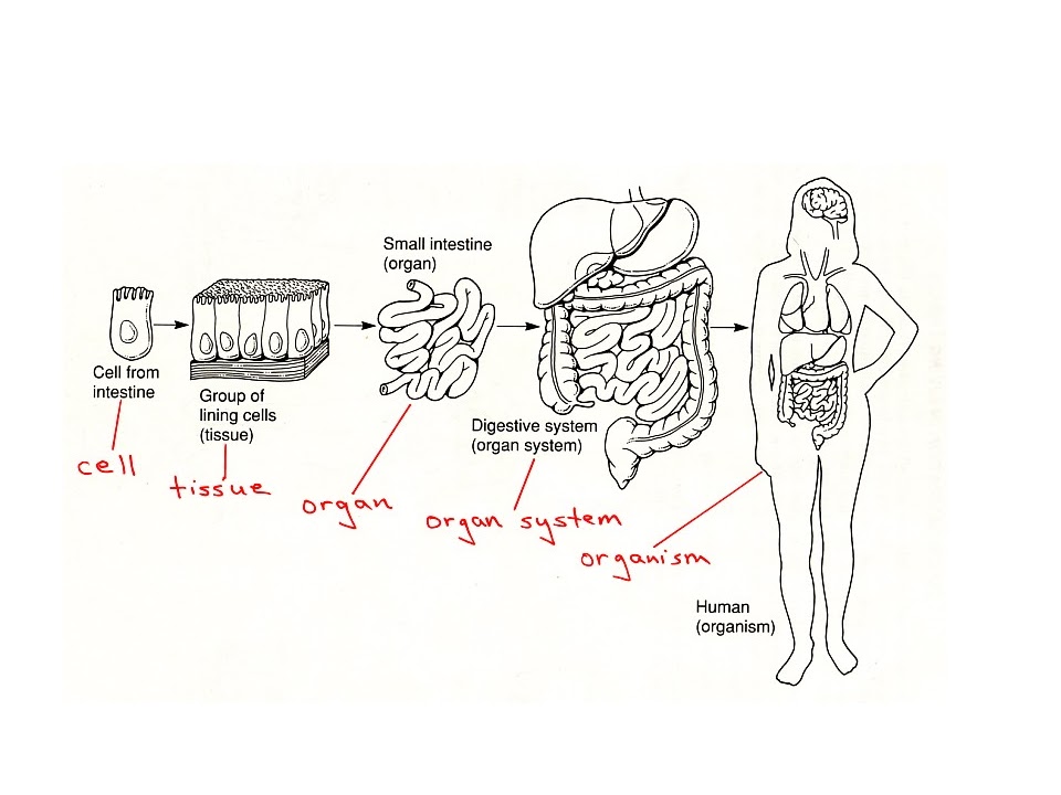 Biology CELLS THE BASIC UNITS OF LIFE