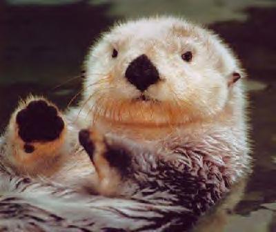 Sea Otter Animal Wildlife Sea Otter Animal Wildlife