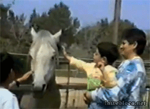 Animals vs kids (40 gifs), animals being jerks gif, horse bites little boy's arm