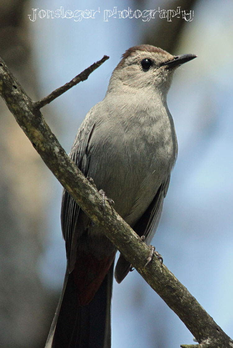 Northern Illinois Birder Gray Catbird; Late April Migration to