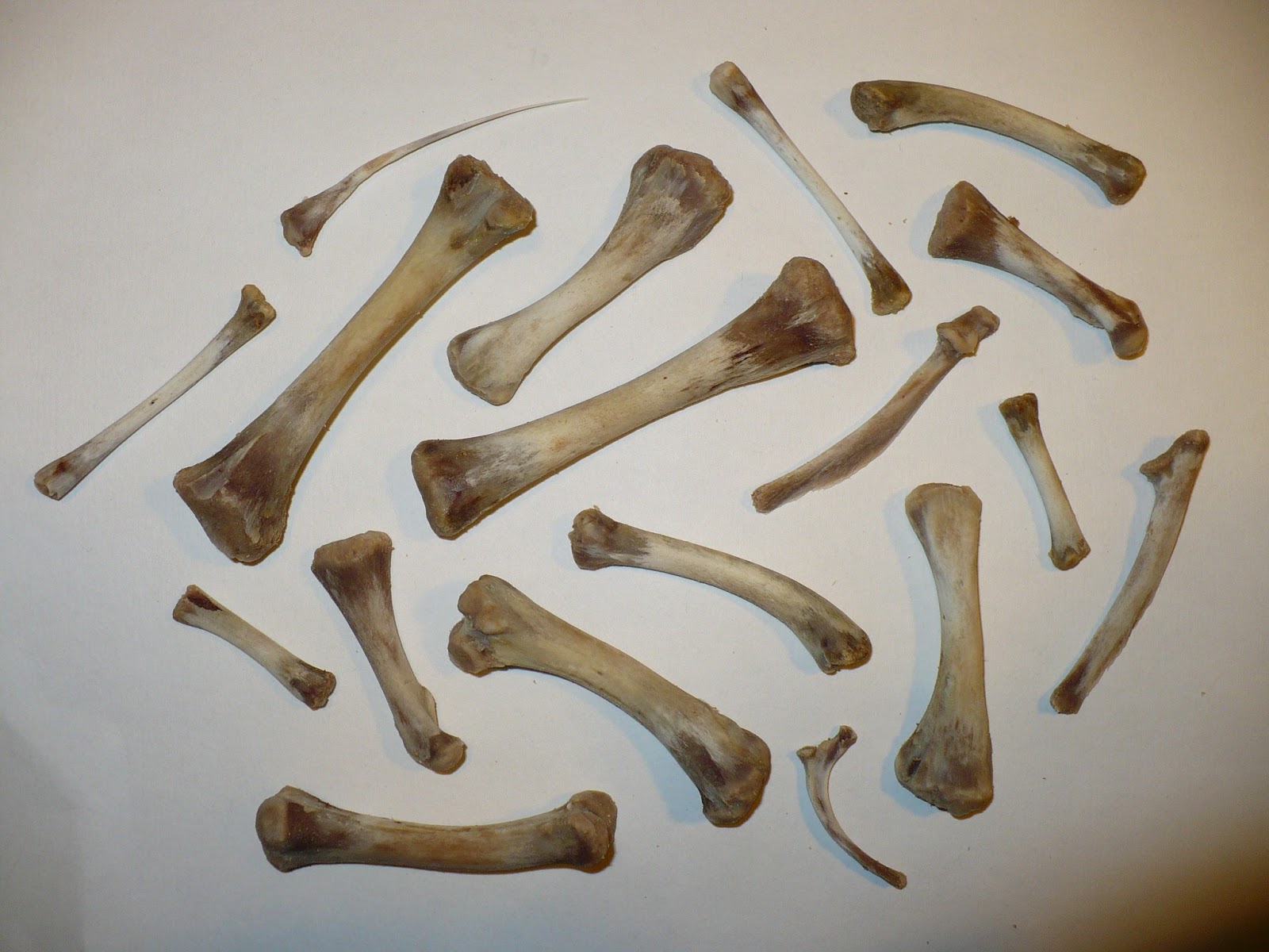 Shaw likes to Draw Final Major Project Boiled bones