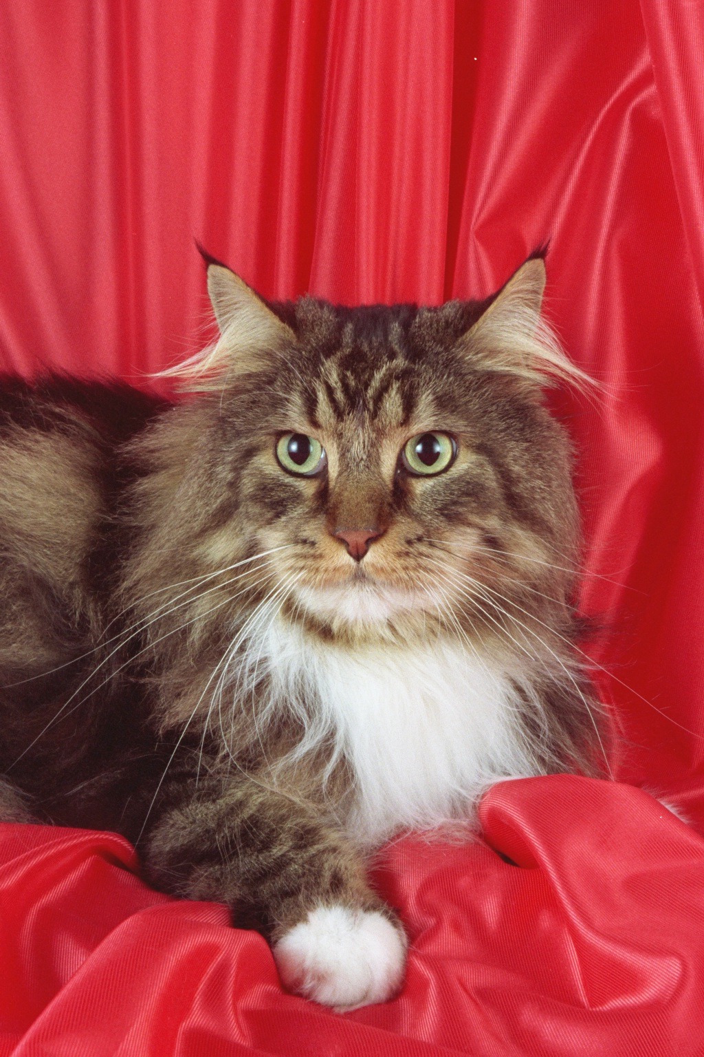Maine Coon Cats | Cute Cats