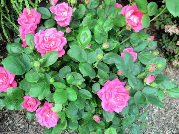 Butterfly Bush Stock Photos Butterfly Bush Stock Images Alamy